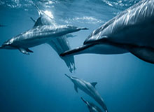 17173新游期待榜：《上古世纪》开发商新作试玩公开 《战地风云6》正式发售